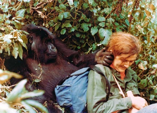 戴安·弗西与大猩猩在一起