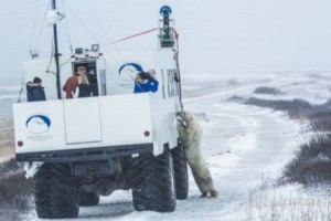 北极熊遇谷歌街景车求上镜