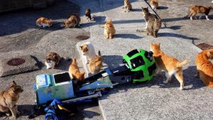 一群流浪猫和谷歌街景车